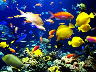 عکس های بسیار زیبا از ماهی هاWww.Pix98.CoM